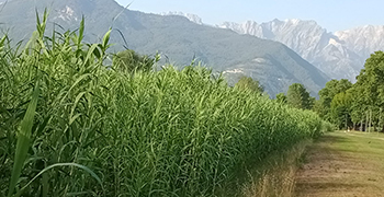 7 luglio 2022 - Diario di Kenjutsu 7 luglio 2022 - Diario di Kenjutsu